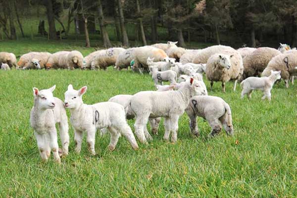 ICSA ON-FARM SHEEP DEMONSTRATION