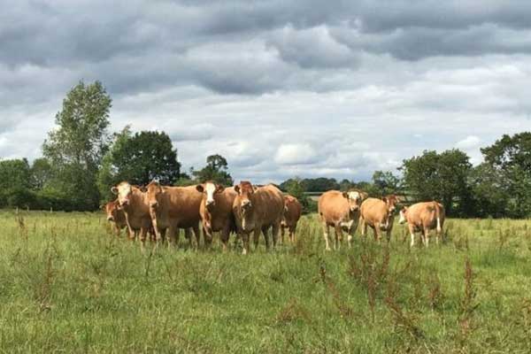 TIME TO HOLD BACK CATTLE UNTIL PRICES IMPROVE 