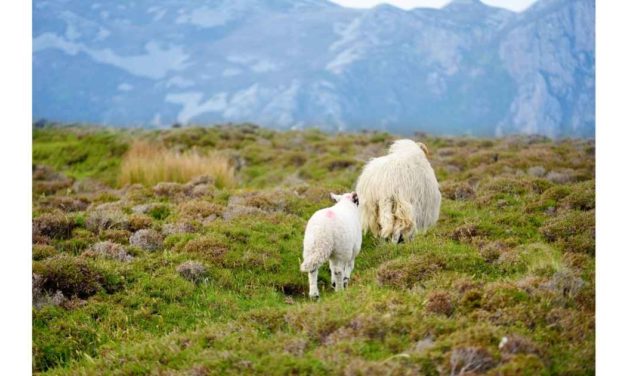 SHEEP FARMERS MUST HOLD THE LINE AT A MINIMUM OF €7.00/kg  