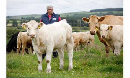 MINISTER’S STRATEGY FOR BEEF AND SHEEP SECTORS IN DISARRAY