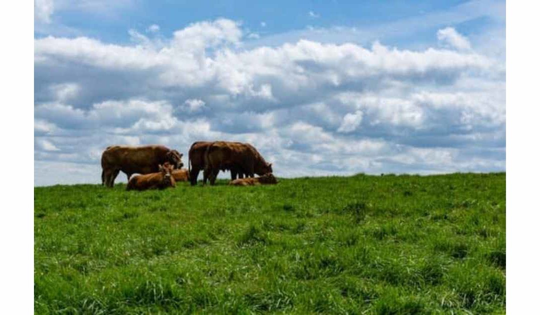 REASSURANCE FOR ORGANIC BEEF PRODUCERS AS FORWARD PRICE GUARANTEE KICKS IN