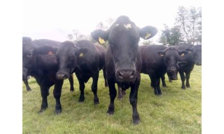 BEEF PROCESSORS – A CASE OF CAN PAY MORE, WON’T PAY MORE