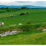 ICSA CALLS FOR FLEXIBILITY AROUND SHEEP INSPECTIONS DURING BUSY LAMBING SEASON