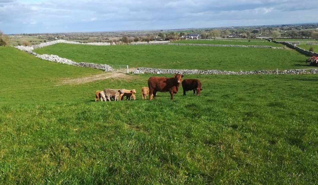 IT’S BIGGER THAN BREXIT FOR CATTLE AND SHEEP SECTORS