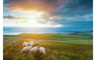 LITTLE PROSPECT SHEEP FARMERS WILL BENEFIT FINANCIALLY AMID US MARKET ACCESS HYPE