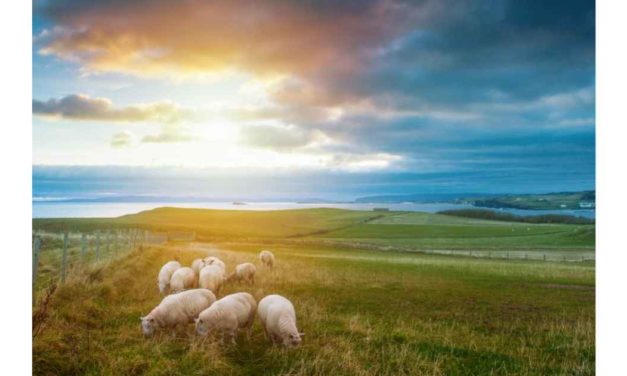 LITTLE PROSPECT SHEEP FARMERS WILL BENEFIT FINANCIALLY AMID US MARKET ACCESS HYPE