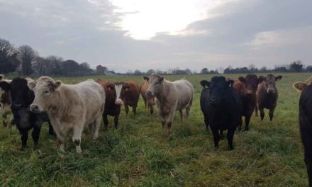 €6/kg BEEF PRICE URGENTLY REQUIRED AS INPUT COSTS ROCKET – ICSA