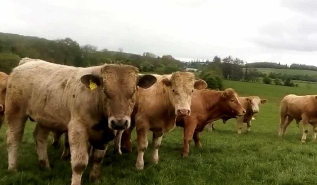 BEEF FARMERS NEED €6/kg TO OFFSET SPIRALLING INPUT COSTS