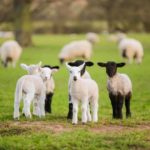 SHEEP FARMERS URGED TO STAND FIRM AND DEMAND BETTER PRICES