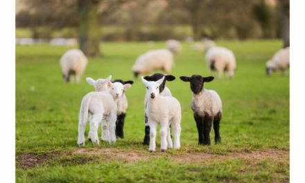 ICSA CALLS ON PROCESSORS TO SCRAP LOWER WEIGHT LIMITS FOR SPRING LAMB
