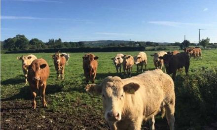 €6/KG FOR BEEF MUST BECOME A REALITY, AND QUICKLY