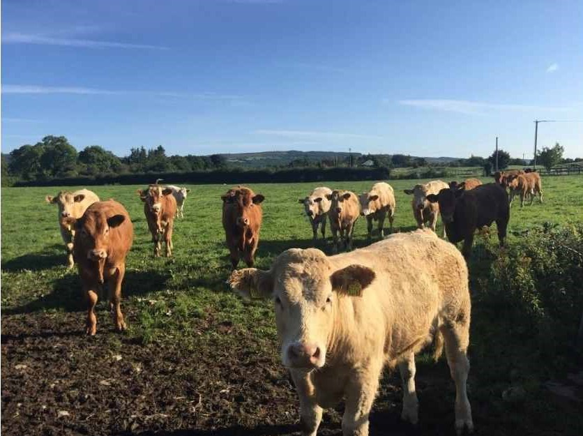 €6/KG FOR BEEF MUST BECOME A REALITY, AND QUICKLY