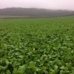 ICSA CALLS FOR TILLAGE SCHEME TO INCENTIVISE FARMERS TO PRODUCE CATCH CROPS