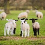 MARTS BEST OPTION FOR SHEEP FARMERS AS PROCESSORS SHAMELESSLY SLASH PRICES