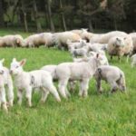 SHEEP FARMERS FURIOUS AT UNJUSTIFIED PRICE CUTS FOR NEXT WEEK