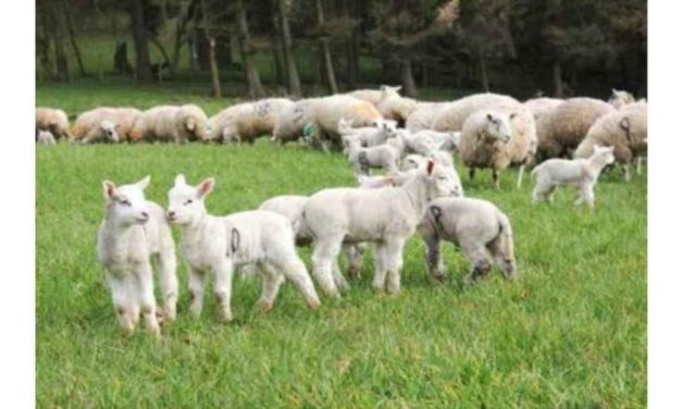 SHEEP FARMERS FURIOUS AT UNJUSTIFIED PRICE CUTS FOR NEXT WEEK