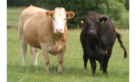 FARMERS SHOULD NOT SELL AT LOW PRICES BECAUSE CATTLE ARE SCARCE