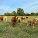 ICSA DEMANDS THAT BEEF VISION GROUP FOCUSES ON IMPORTANCE OF FARMERS’ INCOME