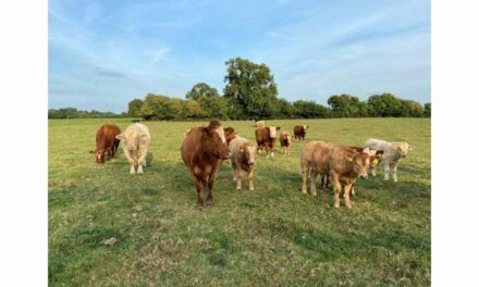 ICSA DEMANDS THAT BEEF VISION GROUP FOCUSES ON IMPORTANCE OF FARMERS’ INCOME