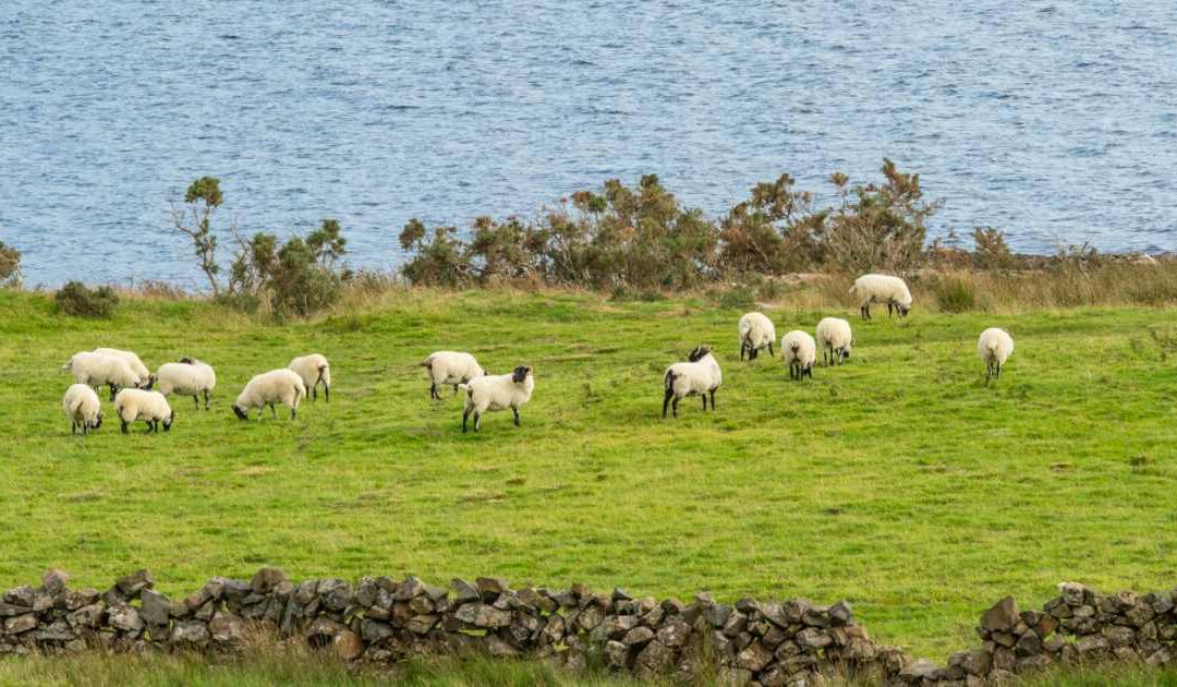 EU NEW ZEALAND FREE TRADE AGREEMENT ANOTHER BLOW FOR SHEEP FARMERS