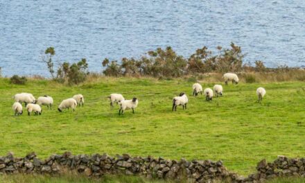 EU NEW ZEALAND FREE TRADE AGREEMENT ANOTHER BLOW FOR SHEEP FARMERS