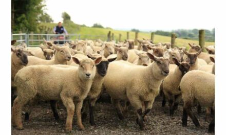 SHEEP FARMERS CANNOT SURVIVE ON PRICES THAT HAVE BEEN CONSISTENTLY WORSE THAN LAST YEAR