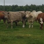 FARMERS URGED TO CONTINUE TO REBUFF LOW QUOTES FOR CATTLE
