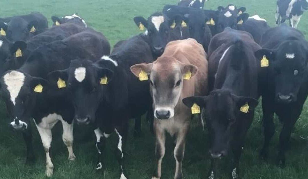 ICSA WELCOMES MOVES TO COMMENCE GENOTYPING ALL CALVES