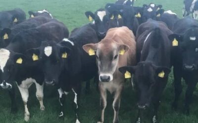 ICSA WELCOMES MOVES TO COMMENCE GENOTYPING ALL CALVES