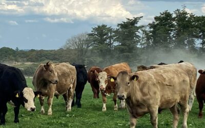BEEF FARMERS INFURIATED AS PRICES HEADING IN THE WRONG DIRECTION