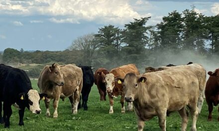 BEEF LOSSES CANNOT BE COMPOUNDED WITH FURTHER PRICE CUTS