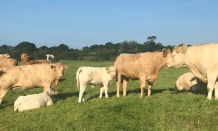 ICSA STRONGLY OPPOSED TO SUCKLER HERD SELL-OUT