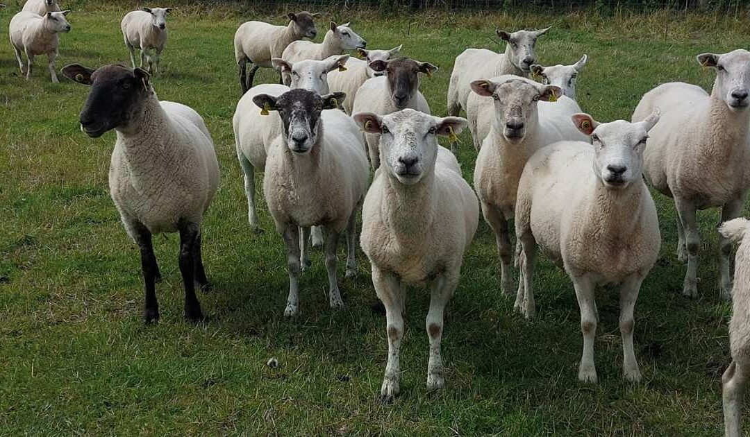 SHEEP FARMERS SUFFERING AS PRICES HERE FALL WELL BEHIND UK AND EU