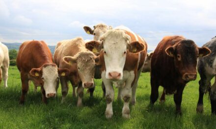 ICSA CALLS FOR EXPLANATION ON €1/KG BEEF DIFFERENTIAL