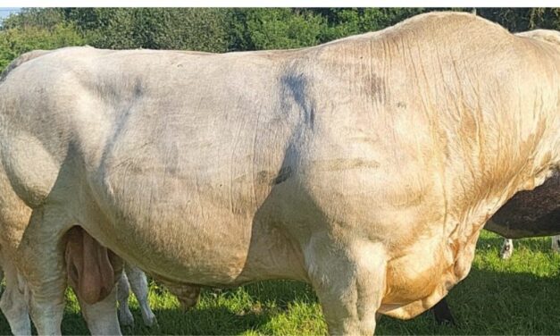 CHANGES TO BEEF BREEDING INDEXES OF PEDIGREE BULLS HAVE GONE TOO FAR