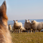 KEEP DOGS UNDER SUPERVISION AT ALL TIMES TO PROTECT VULNERABLE LIVESTOCK
