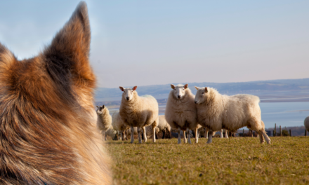 KEEP DOGS UNDER SUPERVISION AT ALL TIMES TO PROTECT VULNERABLE LIVESTOCK